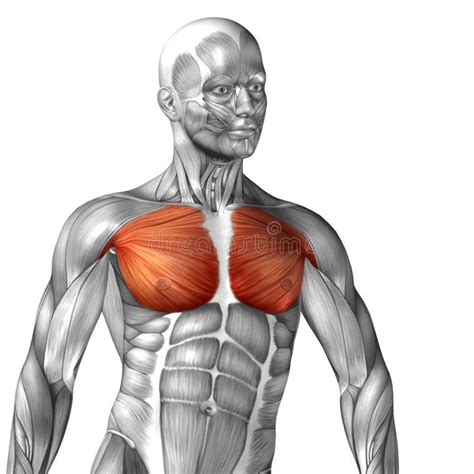 Image result for Muscle Model Chest Anatomy
