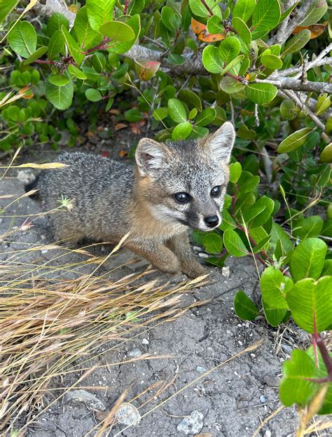 Island Foxes Are Back at the Channel Islands on Santa Barbara’s Coast ...
