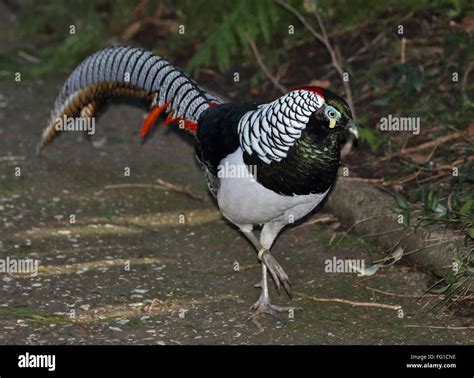 Lady Amherst's Pheasant (chrysolophus amherstiae) male Stock Photo - Alamy