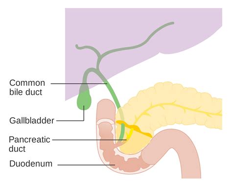 Bile Duct Diagram