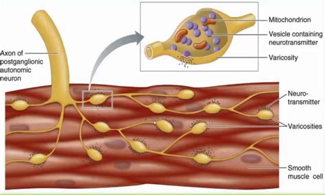 Smooth Muscle (2) Diagram | Quizlet