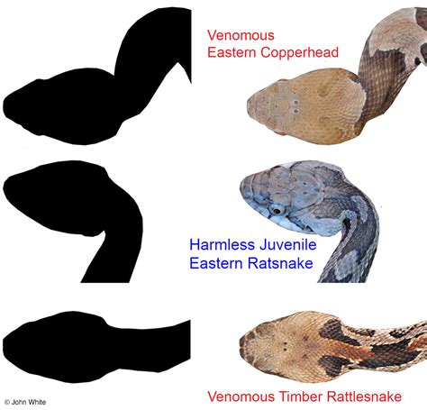 Educational Materials