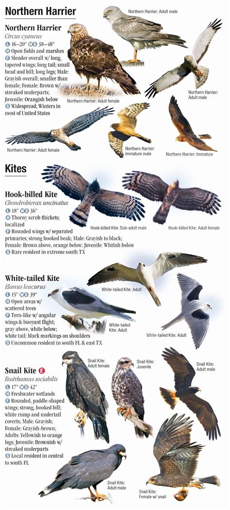 North American Birds Of Prey
