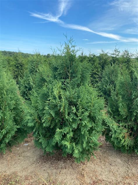 Thuja occidentalis 'Nigra'- Dark American Arborvitae - Long Island Natives