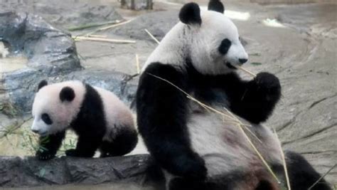 ஜப்பானில் 2 பாண்டா குட்டி பிறந்துள்ளதால் ஹோட்டல் பங்குகள் தடாலடி ...