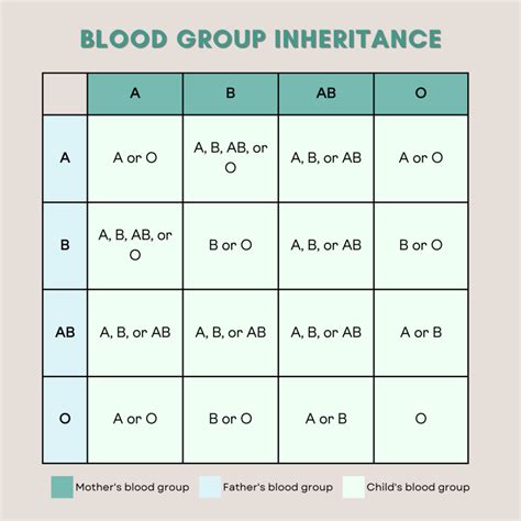 How Do Blood Types Work Genetically at Herman Dunlap blog