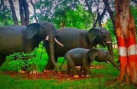 Image result for Elephant Trunk Curled