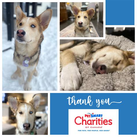 PetSmart Adoption Prep Grant - Impact Story - AARCS