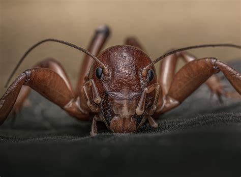 Do Crickets Bite? | My Pest Pros