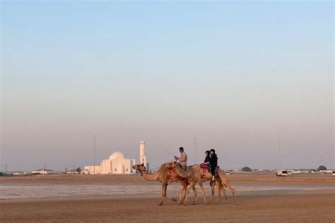 Arabian Desert Camel Riding Center Abu Dhabi (United Arab Emirates ...