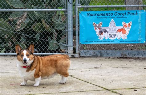 Lynn Robie Dog Park - Big Meet, Lynn Robie Dog Park, Sacramento, 8 ...
