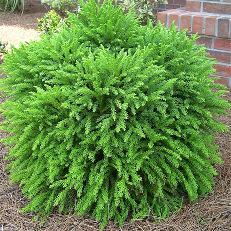 Cryptomeria japonica globosa (Dwarf Japanese Cedar) - Buy Online at ...