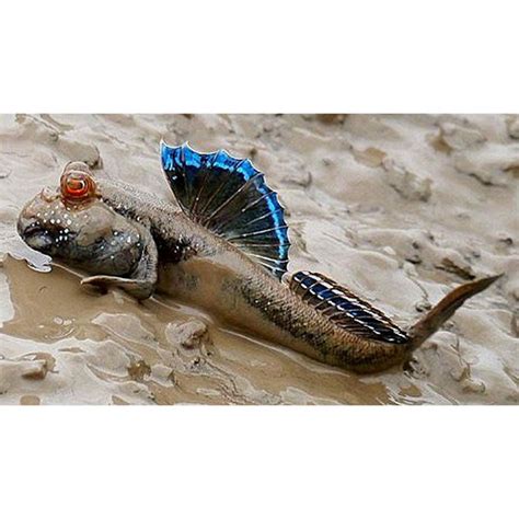 Fish | Buy Live Freshwater Fish Online – tagged "mudskipper"– Best4Pets