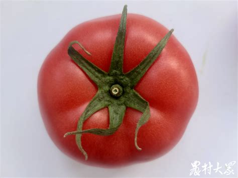 西红柿和5种食物相克 吃西红柿的注意事项 - 中国网山东健康资讯-中国网山东频道 - 中国网 • 山东