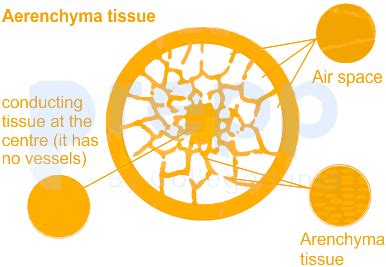 Which one of the following plant tissues has large