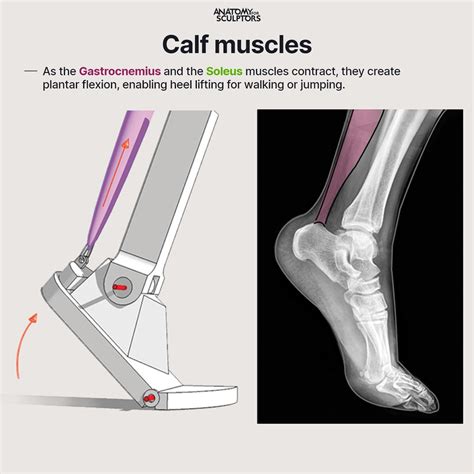 Anatomy For Sculptors - Calf muscles