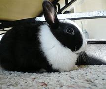 Image result for Black and White Bunnies