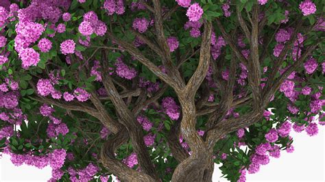3D Rhododendron Purple Flower Tree | 3D Molier International
