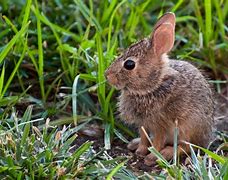 Image result for Baby Bunny Print