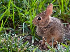 Image result for Baby Bunny Stock Image