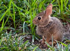 Image result for Female Baby Bunny