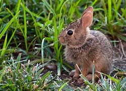 Image result for Baby Bunny Plushie