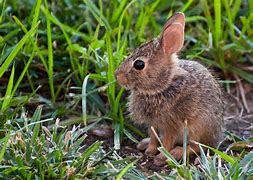 Image result for Small Baby Bunny