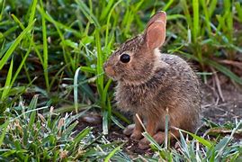 Image result for Sad Baby Bunny