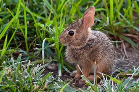 Image result for Baby Bunny Sitting