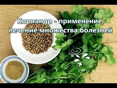 Кориандр: полезные свойства и противопоказания, польза и вред кинзы ...