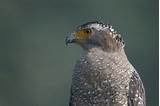 Crested Serpent-Eagle (Ryukyu) - eBird