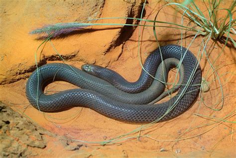 14 mind-boggling facts about snakes | Snake facts, Snake, Snake venom