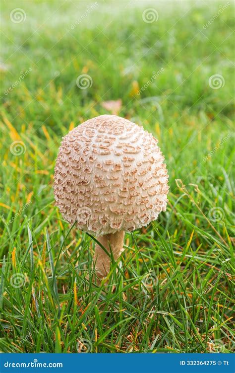 Parasol Mushroom Growing in the Grass Stock Image - Image of grow ...