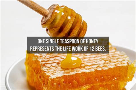 Image result for Totally Random Facts