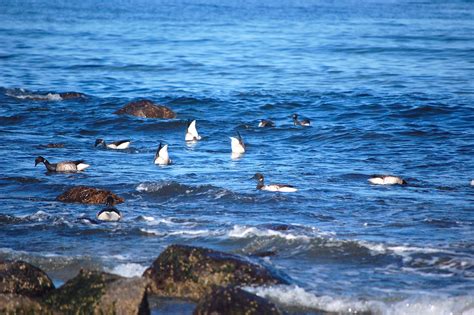 About the Meet-up at Plum Island - Perfect Health Diet | Perfect Health ...