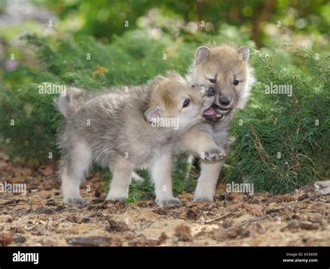 Wolf pups playing hi-res stock photography and images - Alamy