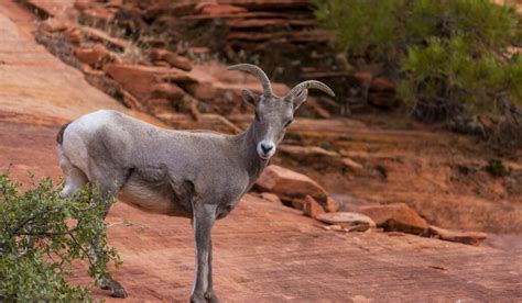 Image result for Arizona Insurance License