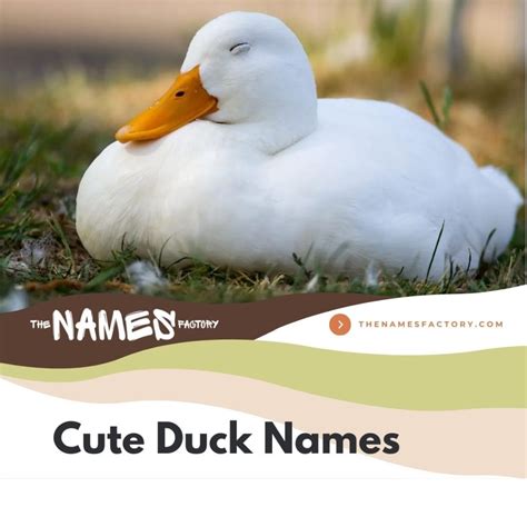 420+ Best Duck Names That Are Perfect For Your Buddy