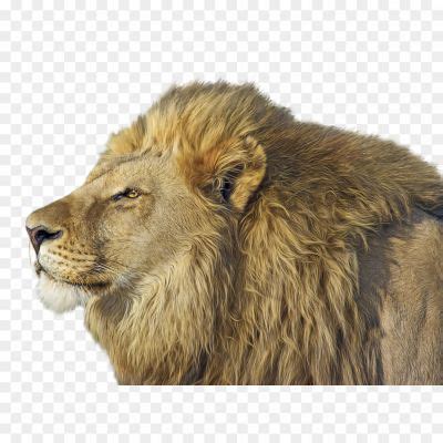 Loin PNG Clip Art - Pngsource