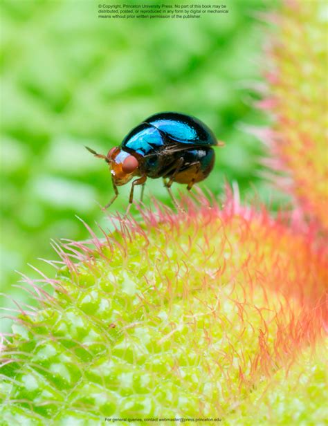 Image result for Insect Reproduction Books