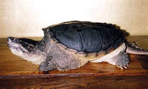Image result for Snapper Turtle