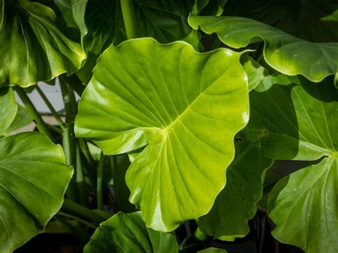 Elephant Ear Plant