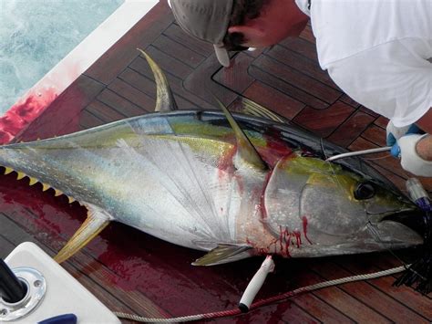 ULTIMATE FISHING CHARTERS (Updated 2026) All You Need to Know BEFORE ...