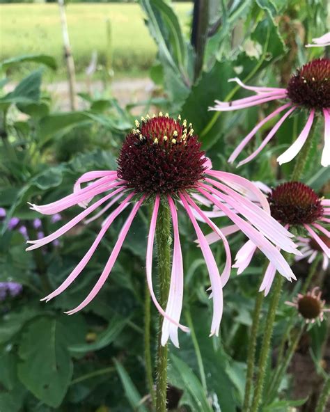 9 Types Of Echinacea Pictorial Guide