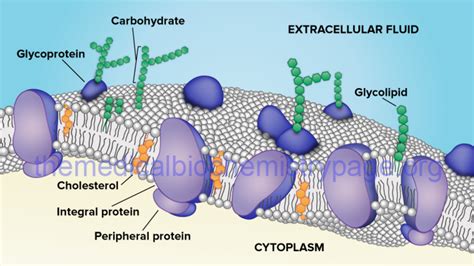 Image result for Channel Protein