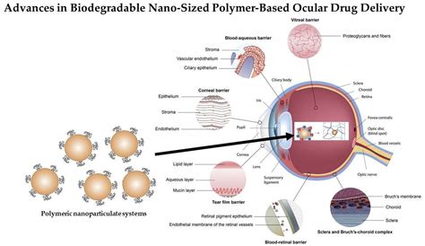 Advances in Biodegradable Nano-Sized Polymer-Based Ocular Drug Delivery
