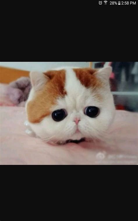 Cat Cartoons 的图像结果