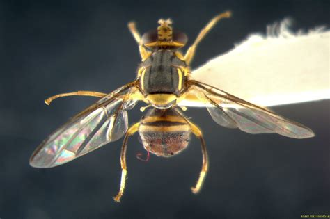 Mosca orientale della frutta (Bactrocera dorsalis)