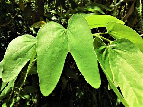 Que Enfermedades Cura La Planta De Pata De Vaca