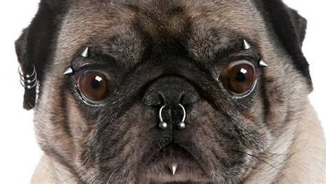 Can Dogs Have Their Ears Pierced